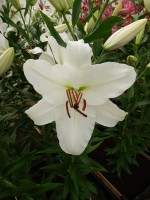 [4347 Signum VZ No02.JPG]